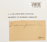 Dicranum fuscescens image