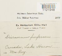 Dicranum fuscescens image