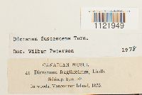 Dicranum fuscescens image