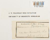 Dicranum fuscescens image