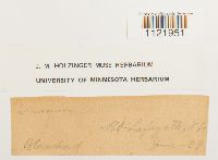 Dicranum fuscescens image