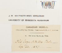 Dicranum fuscescens image