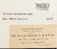 Dicranum fuscescens image