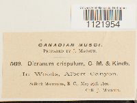 Dicranum fuscescens image