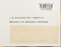 Dicranum fuscescens image