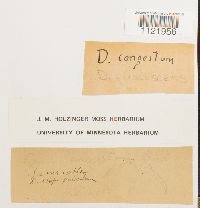 Dicranum fuscescens image