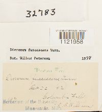 Dicranum fuscescens image