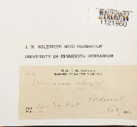 Dicranum fuscescens image