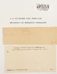 Dicranum fuscescens image