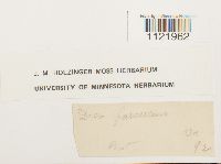 Dicranum fuscescens image