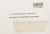 Dicranum fuscescens image