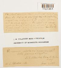 Dicranum fuscescens image