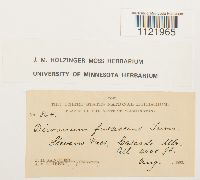 Dicranum fuscescens image