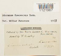 Dicranum fuscescens image