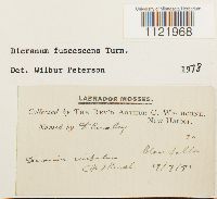 Dicranum fuscescens image