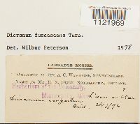Dicranum fuscescens image