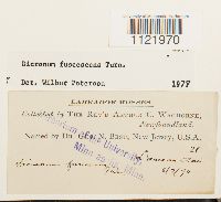 Dicranum fuscescens image