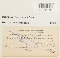 Dicranum fuscescens image