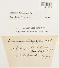 Dicranum fuscescens image