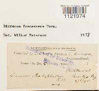 Dicranum fuscescens image