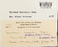 Dicranum fuscescens image