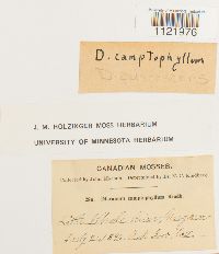 Dicranum fuscescens image