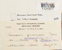 Dicranum fuscescens image