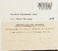 Dicranum fuscescens image