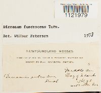 Dicranum fuscescens image