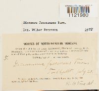 Dicranum fuscescens image