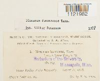 Dicranum fuscescens image