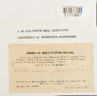 Dicranum fuscescens image