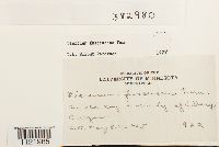 Dicranum fuscescens image