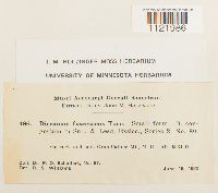 Dicranum fuscescens image