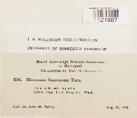 Dicranum fuscescens image