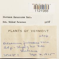 Dicranum fuscescens image