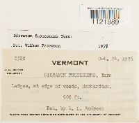 Dicranum fuscescens image