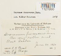 Dicranum fuscescens image