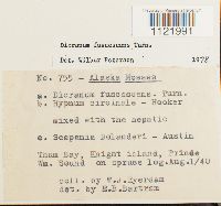 Dicranum fuscescens image