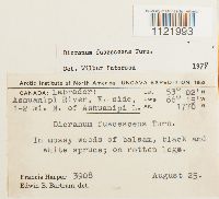 Dicranum fuscescens image