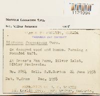 Dicranum fuscescens image