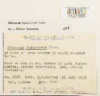 Dicranum fuscescens image