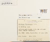 Dicranum fuscescens image