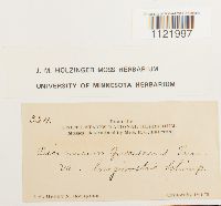 Dicranum fuscescens var. fuscescens image