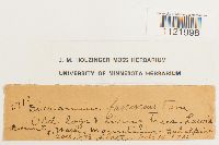 Dicranum fuscescens image