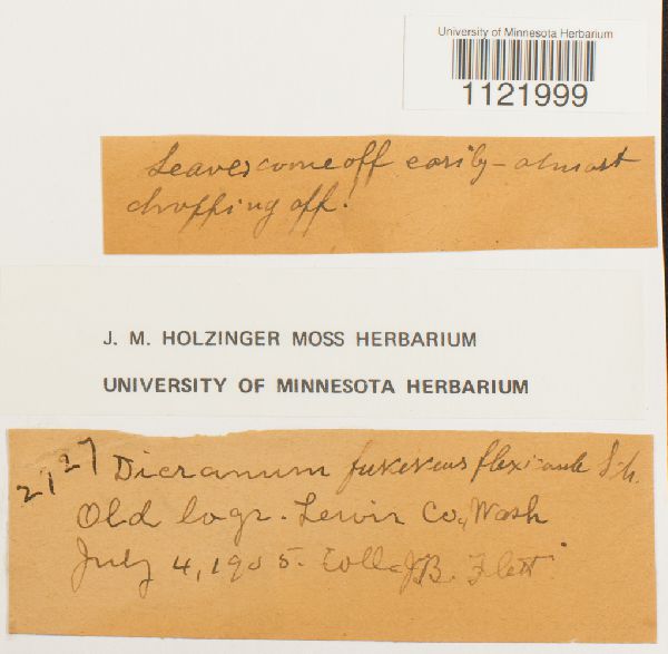 Dicranum fuscescens var. flexicaule image