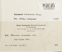 Dicranum fuscescens image