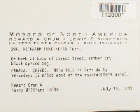 Dicranum fuscescens image