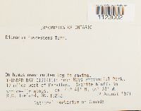 Dicranum fuscescens image