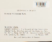 Dicranum fuscescens image